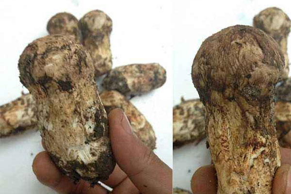 新鮮松茸在冷凍前要清洗嗎