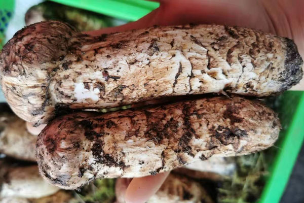 新鮮松茸能冷凍嗎