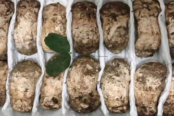 新鮮松茸冷凍的方法