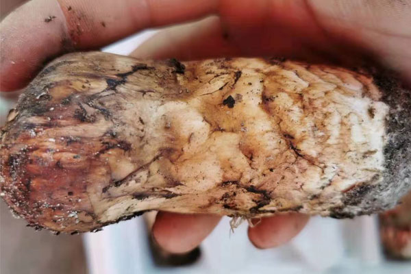 冰凍的松茸解凍后變黑還能吃嗎