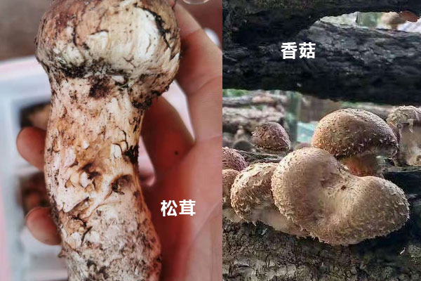 松茸跟香菇的區(qū)別