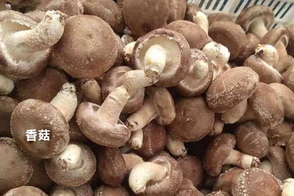 松茸和香菇哪個味道更好