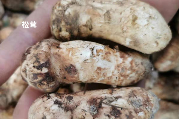 松茸味道跟香菇是一樣的嗎