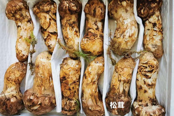 大腿蘑是松茸嗎