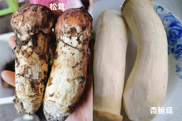松茸和大腿菇（杏鮑菇）的區(qū)別
