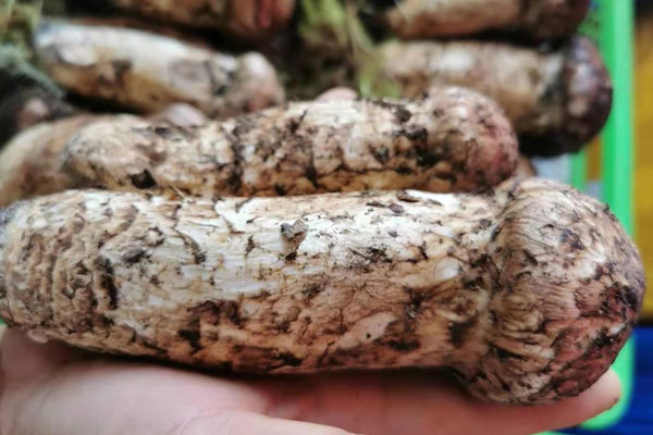 松茸魚丸湯的食用禁忌