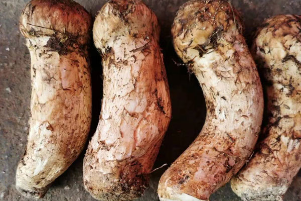 松茸菌蓋好還是菌腳好