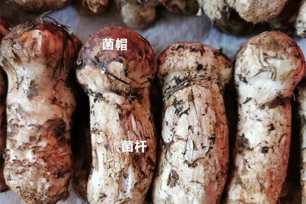 松茸帽和松茸根哪個有營養(yǎng)價值