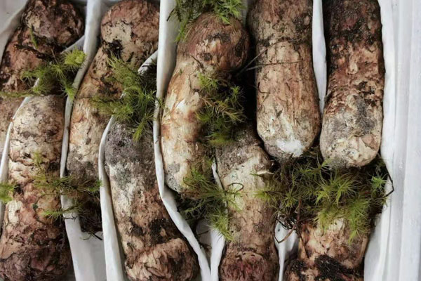 大球蓋菇是松茸嗎