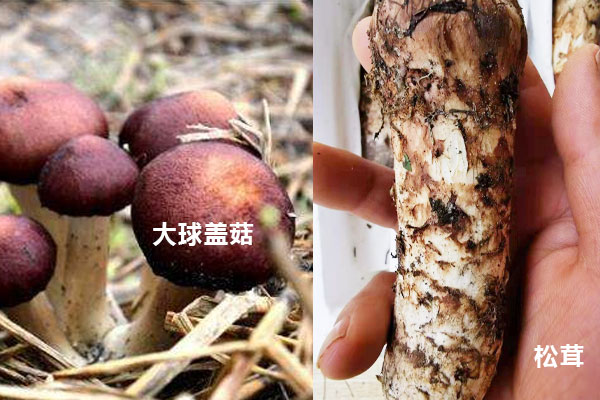 大球蓋菇和松茸的區(qū)別