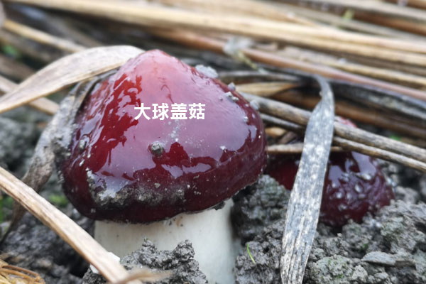 大球蓋菇的食用禁忌