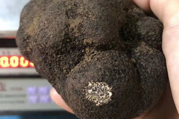 中國什么地方能找到松露