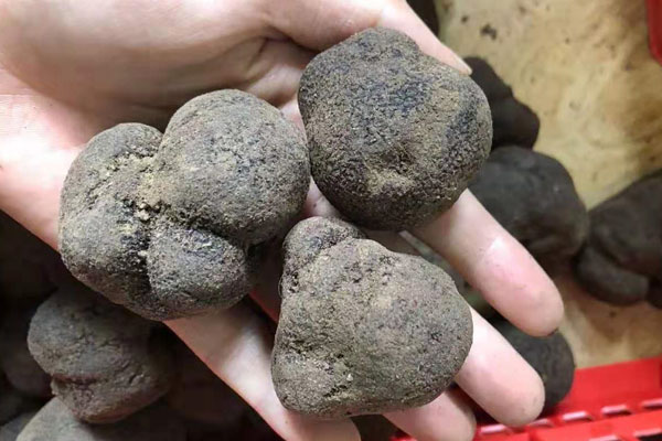 在山里如何找到黑松露