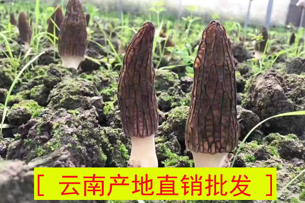 羊肚菌價格