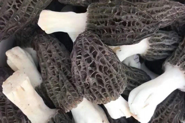 新鮮羊肚菌價格