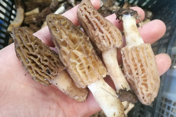 新鮮野生羊肚菌價格