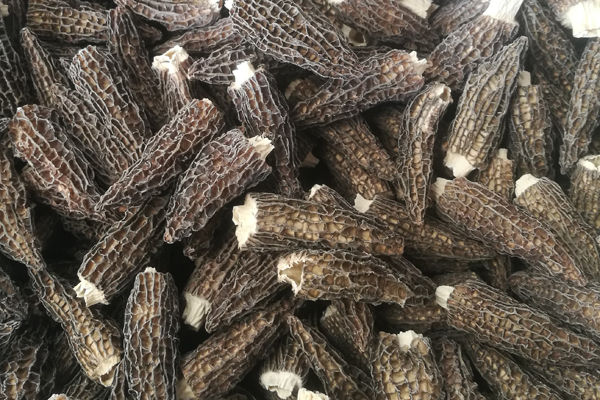 干種植羊肚菌價格