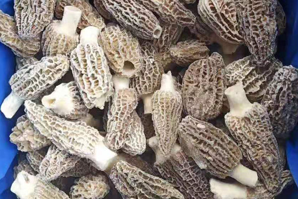 冰凍羊肚菌價格