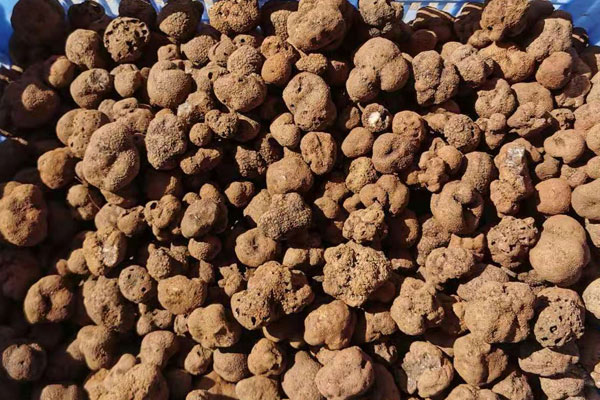 云南黑松露什么時候有