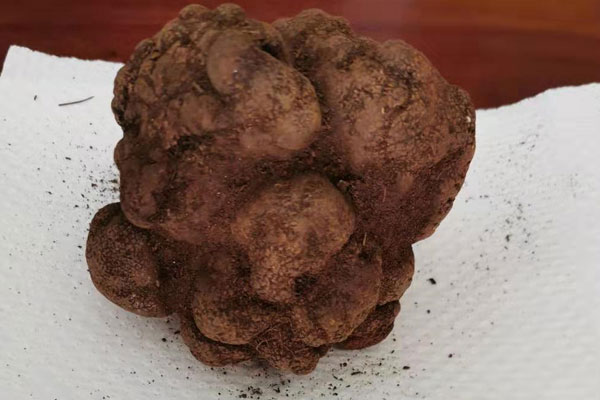 歐洲黑松露什么季節(jié)有