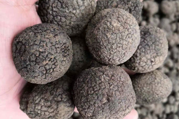 有松樹(shù)就能長(zhǎng)出黑松露嗎