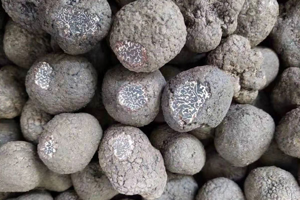 普通的松樹(shù)林有松露嗎