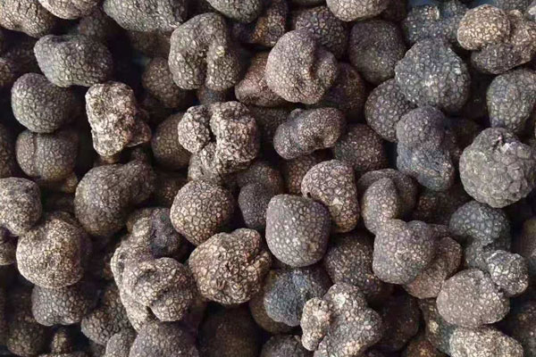 浙江有松樹(shù)的山上有松露嗎