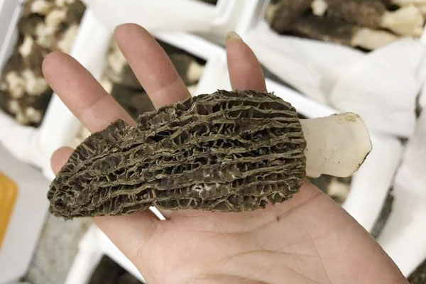 新鮮羊肚菌魚膠湯的做法竅門