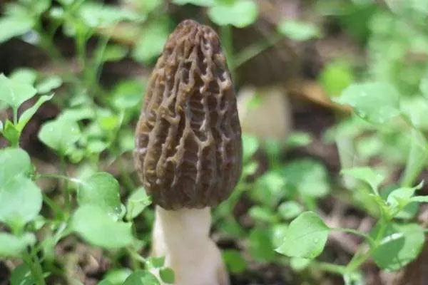 新鮮羊肚菌炒肉的做法竅門