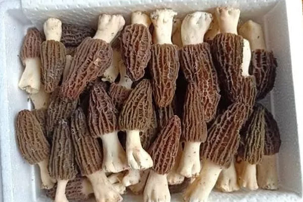 羊肚菌燉排骨湯的做法竅門