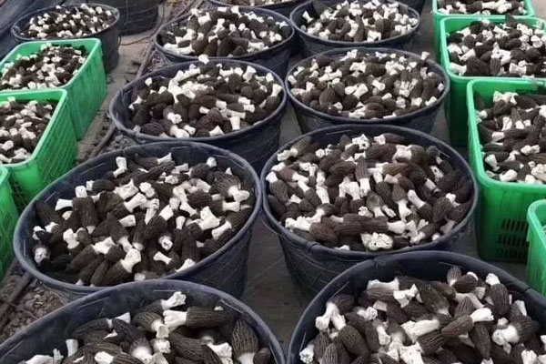 羊肚菌不能與什么一起食用