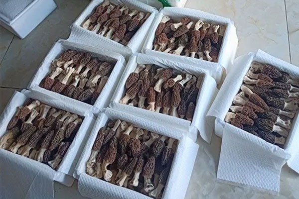 吃羊肚菌的注意事項(xiàng)