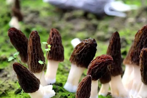 新鮮羊肚菌的挑選方法