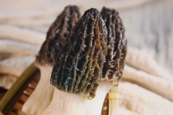 羊肚菌的市場價格