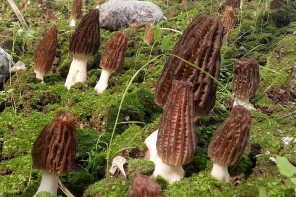 哪里出產(chǎn)的羊肚菌品質(zhì)最好