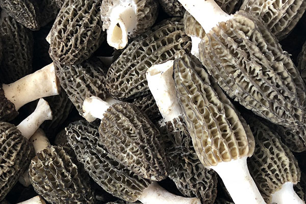 人工羊肚菌與野生羊肚菌的營養(yǎng)價值一樣嗎