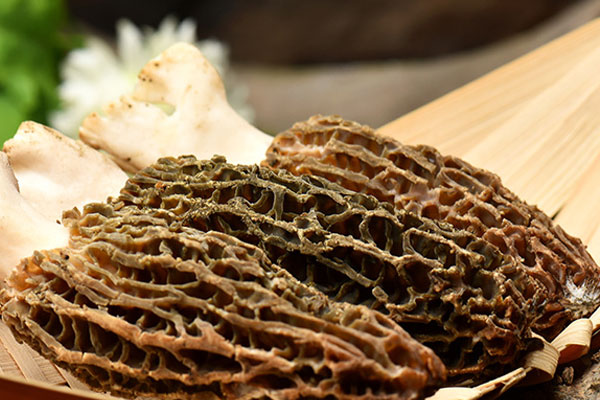 來月經(jīng)可以吃羊肚菌嗎