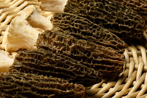 孕婦能吃羊肚菌嗎