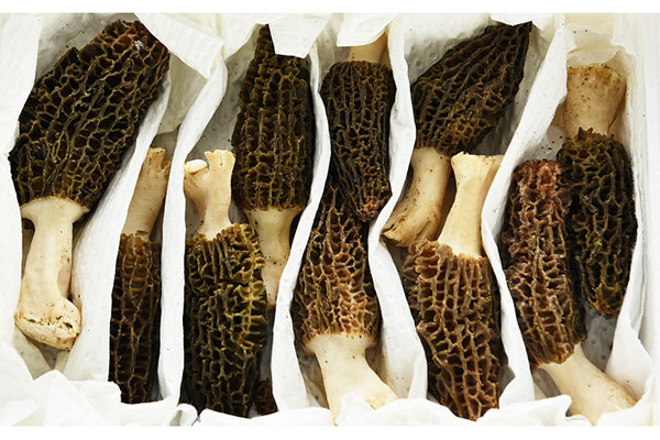 孕婦吃羊肚菌的好處