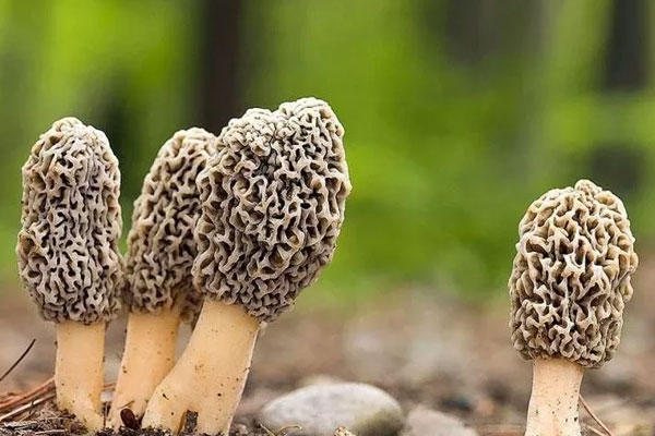 小孩子能吃羊肚菌嗎