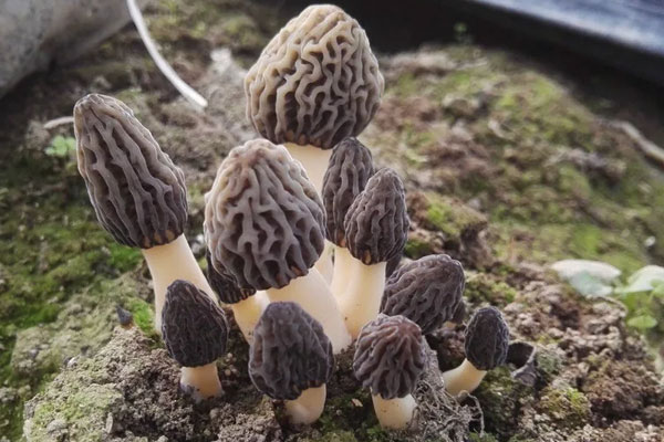 小孩子吃羊肚菌會導致性早熟嗎