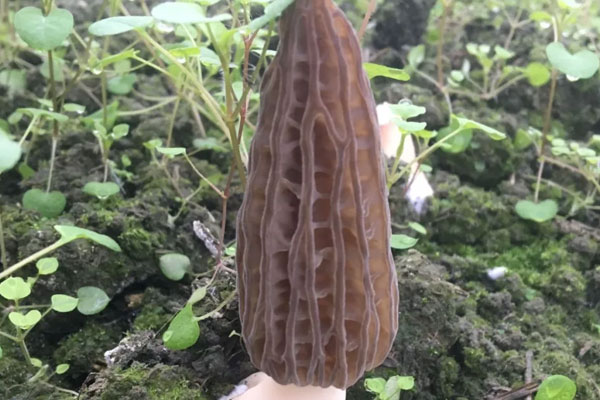 羊肚菌兒童多久吃一次才最好，羊肚菌適合多大小孩吃