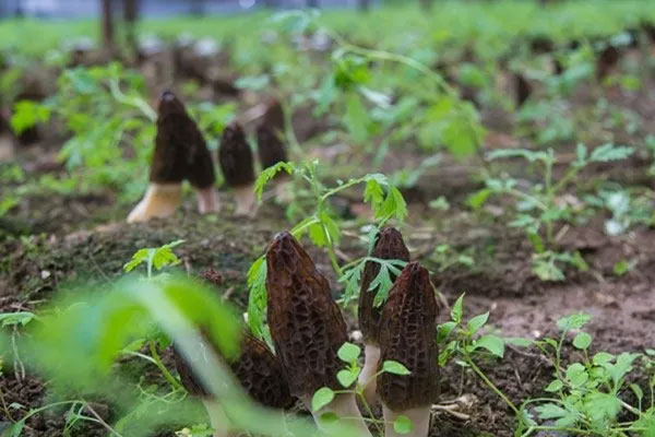 小孩子吃羊肚菌具有哪些好處