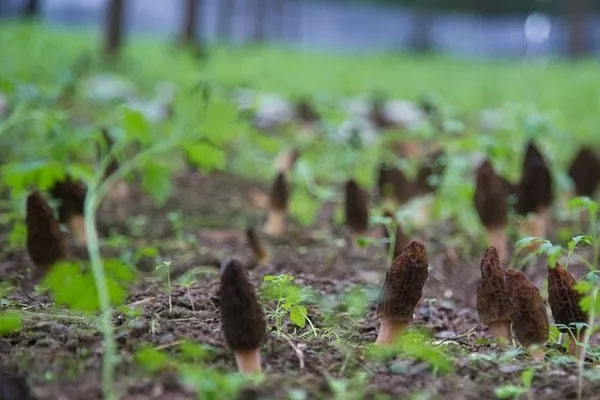 羊肚菌老人兒童都可以吃嗎