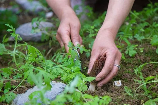 人工種植羊肚菌在我國(guó)產(chǎn)地的分布狀況