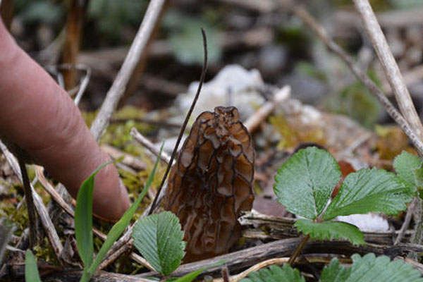 野生羊肚菌在我國(guó)產(chǎn)地的分布狀況