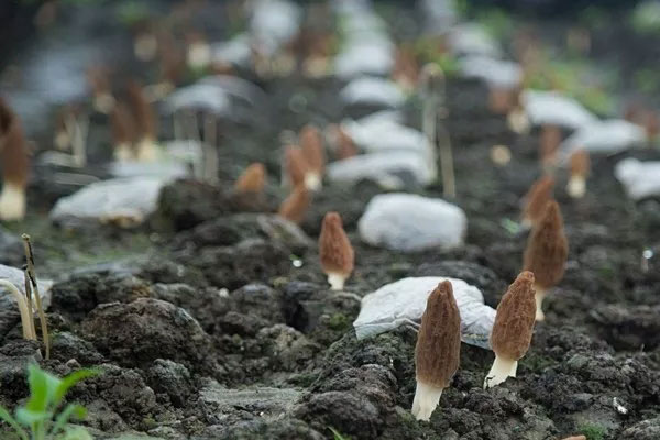 中國(guó)羊肚菌產(chǎn)地分布