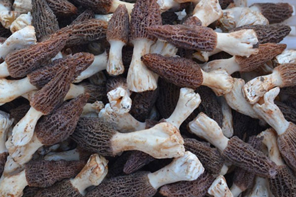 新鮮野生羊肚菌多少錢一斤
