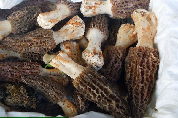 不同渠道購買新鮮羊肚菌價格不同