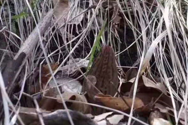 羊肚菌可以用來泡酒嗎，羊肚菌泡酒有什么功效與作用